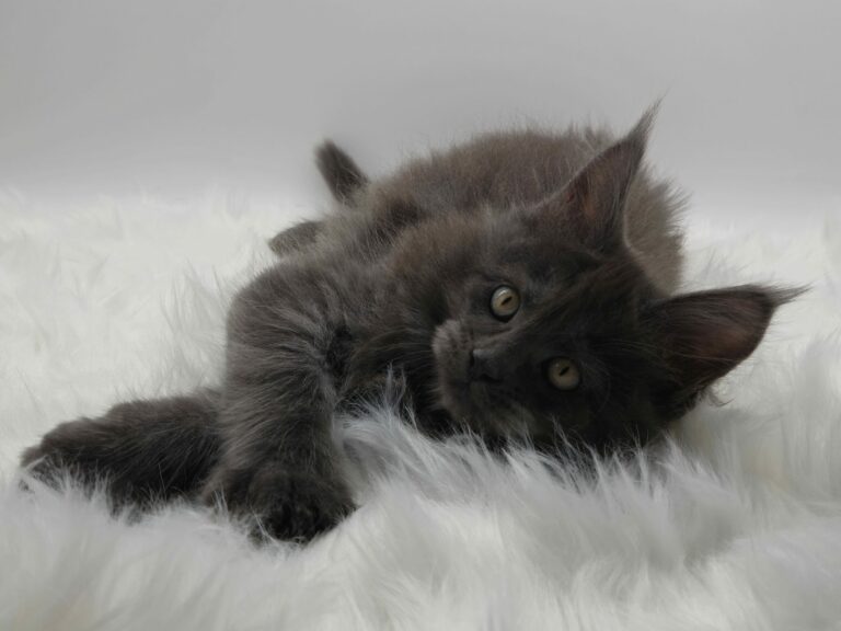 Nikomacoons Violette - chaton maine coon femelle - bleu smoke - 2 mois - nikomacoons cattery