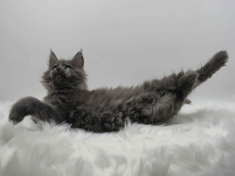 Nikomacoons Violette - chaton maine coon femelle - bleu smoke - 2 mois - nikomacoons cattery