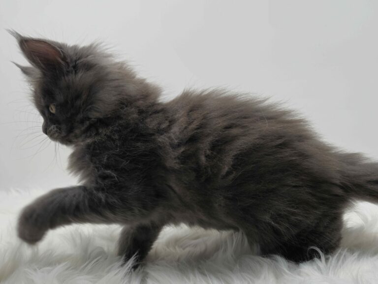 Nikomacoons Violette - chaton maine coon femelle - bleu smoke - 2 mois - nikomacoons cattery