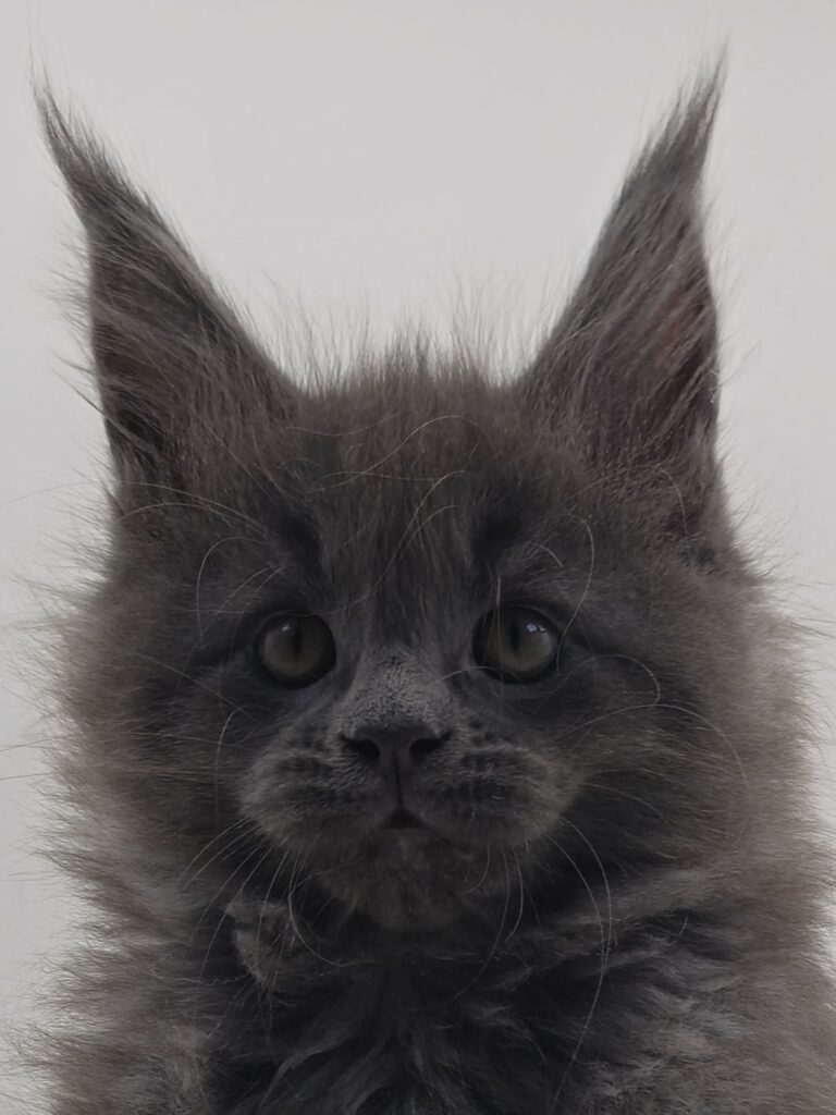 Nikomacoons Yell - chaton maine coon femelle - bleu solide - 2 mois - nikomacoons cattery