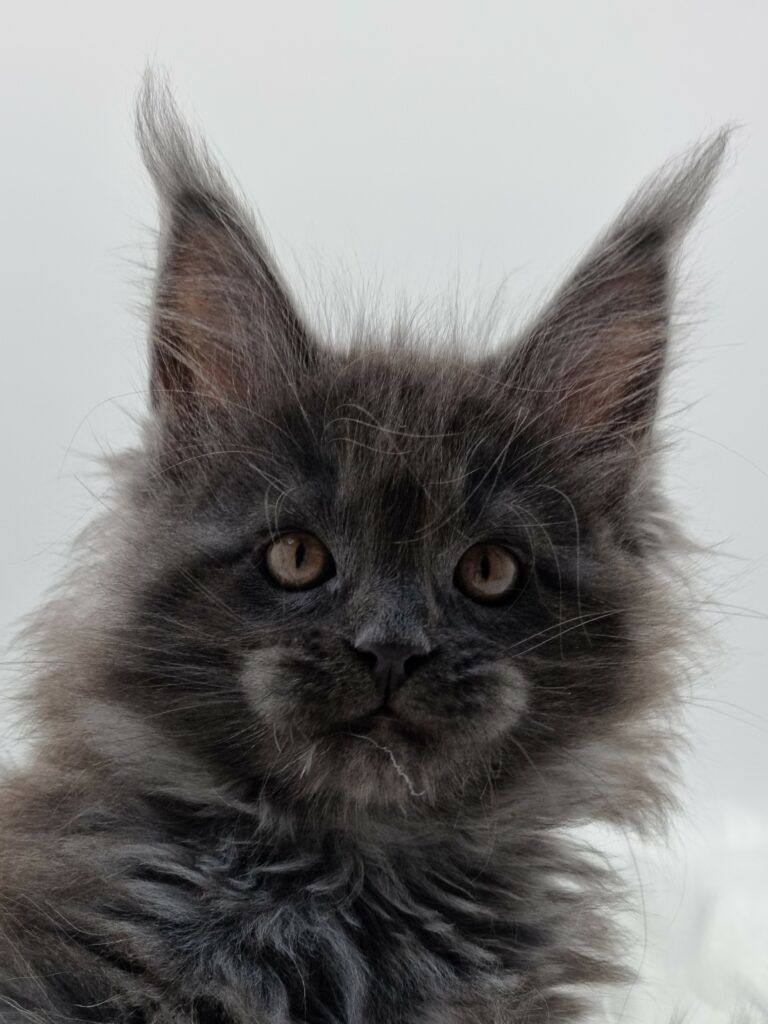 Nikomacoons Yseu - chaton maine coon femelle - bleu smoke - 2 mois - nikomacoons cattery